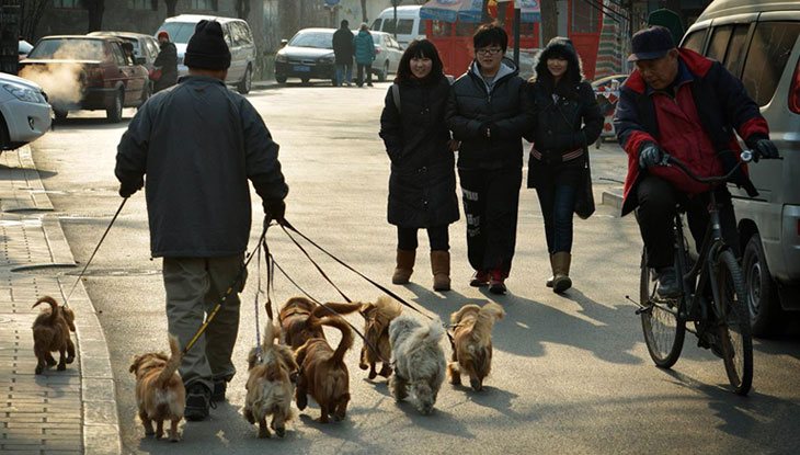 Walking Dogs in Beijing