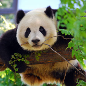 Beijing Zoo Panda